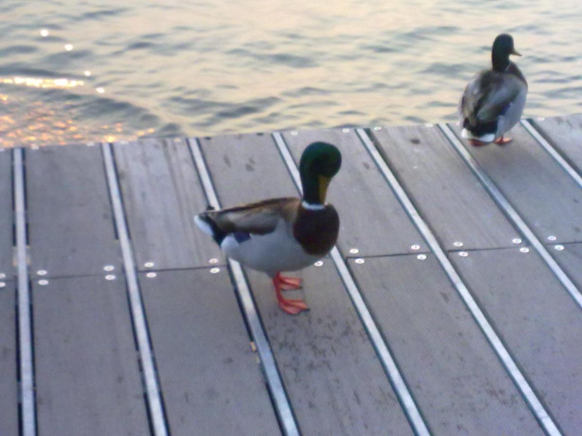 Residenza Al Sogno - On Lake Garda Cavaion Veronese Dış mekan fotoğraf